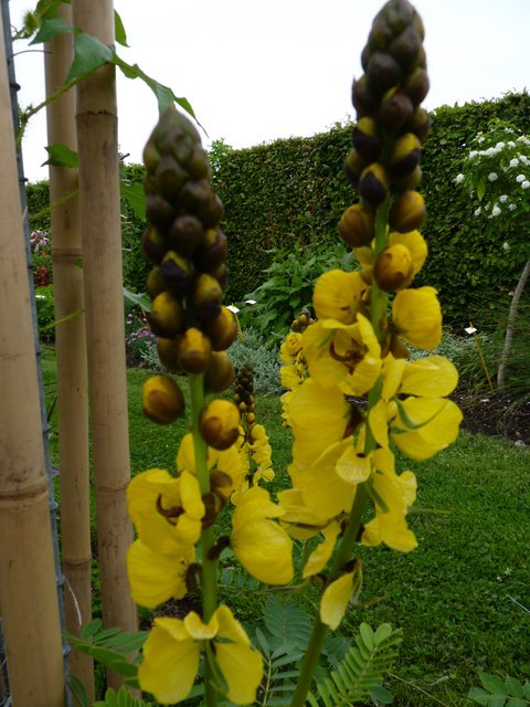 Senna didymobotrya fleur